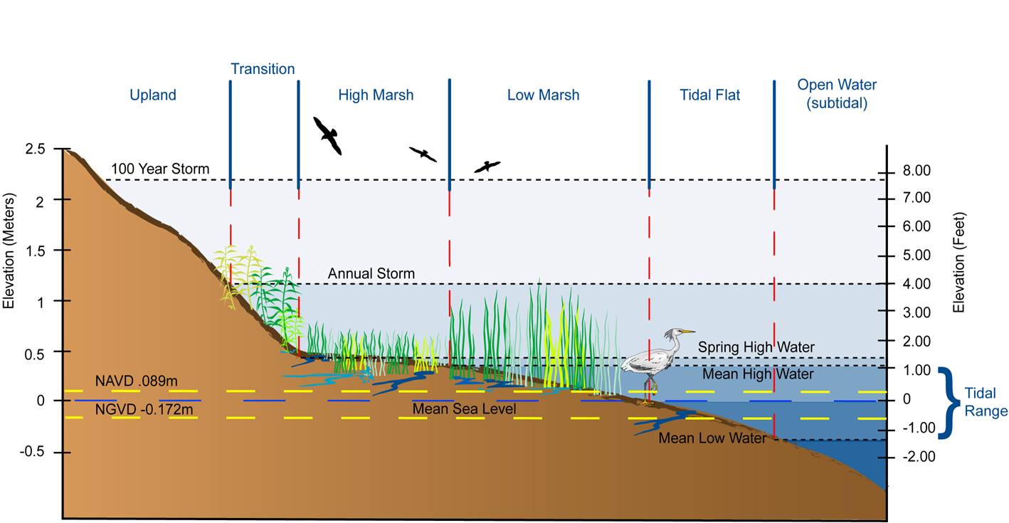 tidal range